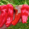 Острый перец Peperone Friariello