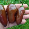 Острый перец Brown Egg