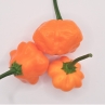 Острый перец Brazilian Starfish Orange