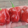 Острый перец Purple Habanero