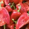 Pimento Piquillo