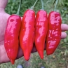 Острый перец Aji Norteno
