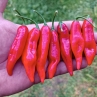 Острый перец Slim Naga Red