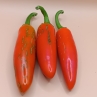 Острый перец Jalapeno Summer Heat
