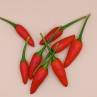 Острый перец Congo bird pepper