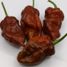 Острый перец Bhutlah Chocolate