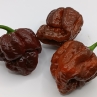 Острый перец 7 Pot Brain Strain Chocolate