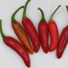 Острый перец Serrano Variegata CTAP