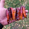 Острый перец Murupi Purple