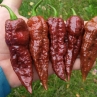 Острый перец Bhut Jolokia Giant Chocolate