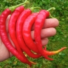 Острый перец Marie's Annuum