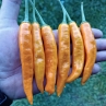 Острый перец Onza Amarillo