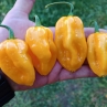 Острый перец Hainan Yellow Lantern