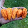 Острый перец Bhut Orange Copenhagen (BOC)