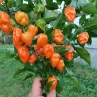 Острый перец Habanero Manzano