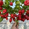 Острый перец 7 Pot BBG Red