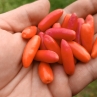 Острый перец Jumping Beans