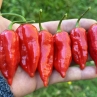 Острый перец Jolokia Sprint