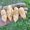 Острый перец Aji Mango x JPGS