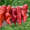 Острый перец Davil's Nagabrain Red