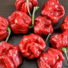 Острый перец Trinidad Scorpion Purple