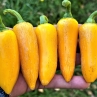 Острый перец Jalapeno Yellow