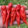 Острый перец TJ El Diablo var.1 F3