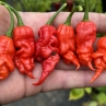Острый перец TJ El Diablo var.8 F3