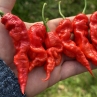 Острый перец TJ El Diablo var.7 F3