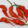 Острый перец TJ El Diablo var.6 F3