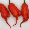 Острый перец TJ El Diablo var.3 F3