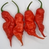 Острый перец TJ El Diablo var.5 F3