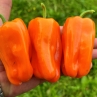 Сладкий перец Candy Cane Orange