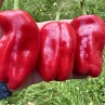 Сладкий перец Candy Cane Red