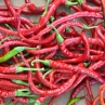 Острый перец Romanian Sweet