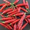 Острый перец Aji Ethiopian Fire