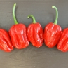 Острый перец Habanero Super