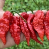 Острый перец Bhut Jolokia Giant Red