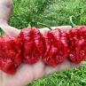 Острый перец Red Monster BFE