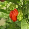 Dorset Naga (Острый перец Дорсет Нага)