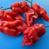 Острый перец Carolina Reaper x Heatstroke 23.2 F3