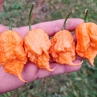 Острый перец Reaper Heat Orange Gold