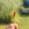 Mini Mini from Brazil острый перец