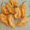 Острый перец BJ x SRP Giant Peach