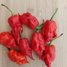 Острый перец Longtail Scorpion