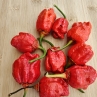 Острый перец 7 Pot BBG Moruga