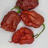 Острый перец Habanero Giant Caramel