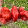 Острый перец Tsar Kolokol