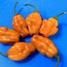 Острый перец Habanero Orange Giant