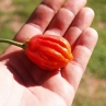Aji Ecuadorian Red (Острый перец Ахи Эквадорин Ред)